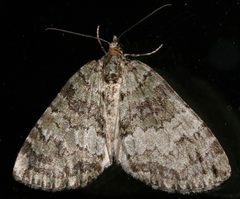 Hydriomena renunciata 02 by CBG Photography Group, Centre for Biodiversity Genomics. Used under a CC0 license.