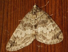 Hydriomena renunciata 03 by CBG Photography Group, Centre for Biodiversity Genomics. Used under a CC0 license.