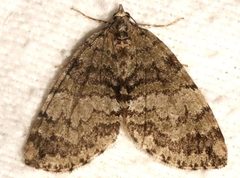Hydriomena renunciata 04 by CBG Photography Group, Centre for Biodiversity Genomics. Used under a CC0 license.