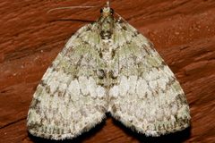 Hydriomena renunciata columbiata 01 by CBG Photography Group, Centre for Biodiversity Genomics. Used under a CC0 license.