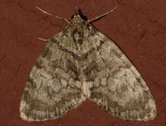 Hydriomena renunciata columbiata 02 by CBG Photography Group, Centre for Biodiversity Genomics. Used under a CC0 license.