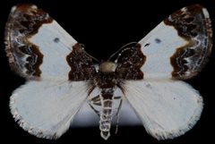Mesoleuca gratulata2 by Jeremy deWaard, University of British Columbia. Used under a CC BY 3.0 license.