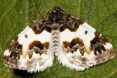 Mesoleuca gratulata3 by CBG Photography Group, Centre for Biodiversity Genomics. Used under a CC0 license.