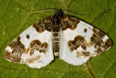 Mesoleuca gratulata4 by CBG Photography Group, Centre for Biodiversity Genomics. Used under a CC0 license.
