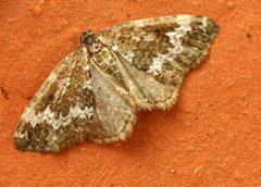Perizoma alchemillata01 by wikipedia. Used under a Attribution license.