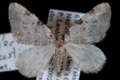 Perizoma costiguttata by Jeremy deWaard, University of British Columbia. Used under a CC BY 3.0 license.