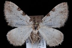Perizoma costiguttata1 by Jeremy deWaard, University of British Columbia. Used under a CC BY 3.0 license.