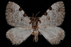 Perizoma costiguttata2 by Jeremy deWaard, University of British Columbia. Used under a CC BY 3.0 license.