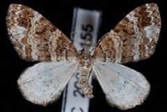 Perizoma grandis by Jeremy deWaard, University of British Columbia. Used under a CC BY 3.0 license.
