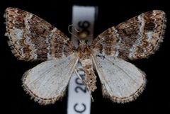 Perizoma grandis1 by Jeremy deWaard, University of British Columbia. Used under a CC BY 3.0 license.