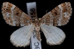 Perizoma grandis2 by Jeremy deWaard, University of British Columbia. Used under a CC BY 3.0 license.