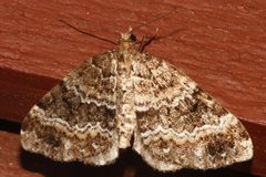 Perizoma grandis 02 by Libby Avis, CBG Photography Group, Centre for Biodiversity Genomics. Used under a CC0 license.
