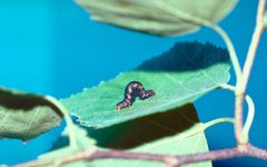 Rheumaptera hastata larva by Edward H. Holsten, USDA Forest Service, Bugwood.org. Used under a CC BY 3.0 us license.