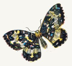 Rheumaptera hastata par Nemos by Dr. F. Nemos. Used under a Public domain license.