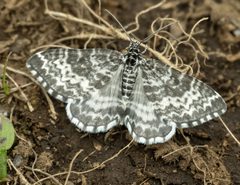 Rheumaptera hastata ssp. thulearia-pjt by Pjt56. Used under a CC BY-SA 4.0 license.
