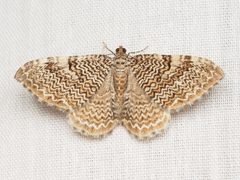 Hydria prunivorata 306029715 by Zygy. Used under a CC0 license.