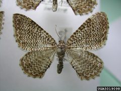 Rheumaptera prunivorata by Pennsylvania Department of Conservation and Natural Resources - Forestry Archive, , United States. Used under a CC BY 3.0 license.