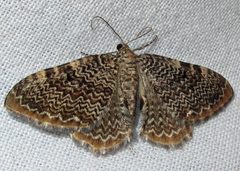 Rheumaptera prunivorata 1 by Jacy Lucier. Used under a CC BY-SA 4.0 license.