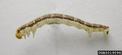 Rheumaptera prunivorata larva by Pennsylvania Department of Conservation and Natural Resources - Forestry Archive, , United States. Used under a CC BY 3.0 license.