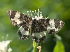 Rheumaptera P1050601d by 
xpda. Used under a CC BY-SA 4.0 license.