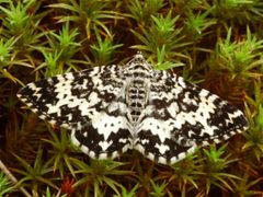 Rheumaptera subhastata by Esko Viitanen. Used under a Copyrighted free use license.