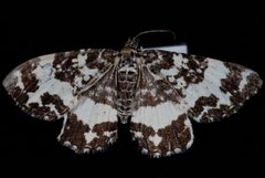 Rheumaptera subhastata1 by Jeremy deWaard, University of British Columbia. Used under a CC BY 3.0 license.