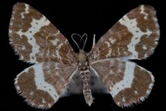 Rheumaptera subhastata2 by Jeremy deWaard, University of British Columbia. Used under a CC BY 3.0 license.