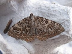 Hydria.undulata by Dieder Plu. Used under a CC BY-SA 3.0 license.