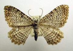 Hydria undulata by M. Virtala. Used under a Copyrighted free use license.