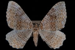 Rheumaptera undulata by Jeremy deWaard, University of British Columbia. Used under a CC BY 3.0 license.