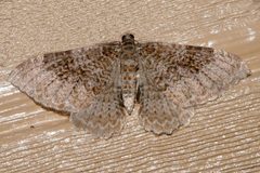 Rheumaptera undulata 01 by CBG Photography Group, Centre for Biodiversity Genomics. Used under a CC0 license.