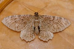 Rheumaptera undulata 02 by CBG Photography Group, Centre for Biodiversity Genomics. Used under a CC0 license.