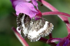 Spargania.luctuata by James K. Lindsey. Used under a CC BY-SA 3.0 license.