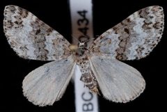 Spargania magnoliata by Jeremy deWaard, University of British Columbia. Used under a CC BY 3.0 license.