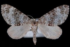 Spargania magnoliata1 by Jeremy deWaard, University of British Columbia. Used under a CC BY 3.0 license.