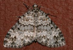 Spargania magnoliata 02 by CBG Photography Group, Centre for Biodiversity Genomics. Used under a CC0 license.