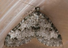 Spargania magnoliata 03 by CBG Photography Group, Centre for Biodiversity Genomics. Used under a CC0 license.