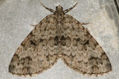 Spargania magnoliata 04 by CBG Photography Group, Centre for Biodiversity Genomics. Used under a CC0 license.