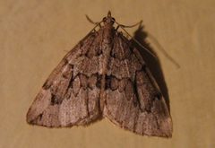 Thera juniperata by Engeser. Used under a CC BY-SA 3.0 license.