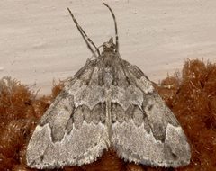 Thera juniperata 01 by CBG Photography Group, Centre for Biodiversity Genomics. Used under a CC0 license.