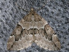 Thera juniperata 03 by CBG Photography Group, Centre for Biodiversity Genomics. Used under a CC0 license.