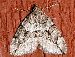 Thera juniperata 04 by CBG Photography Group, Centre for Biodiversity Genomics. Used under a CC0 license.