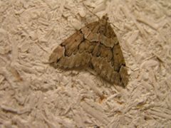 Thera juniperata Lyma by Lymantria. Used under a CC BY-SA 3.0 license.