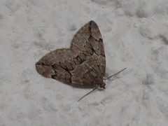 Thera juniperata Molveno 02 by Syrio. Used under a CC BY-SA 4.0 license.