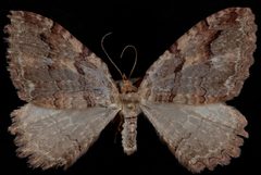 Triphosa haesitata by Jeremy deWaard, University of British Columbia. Used under a CC BY 3.0 license.
