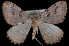 Triphosa haesitata1 by Jeremy deWaard, University of British Columbia. Used under a CC BY 3.0 license.