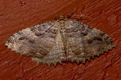 Triphosa haesitata2 by CBG Photography Group, Centre for Biodiversity Genomics. Used under a CC0 license.