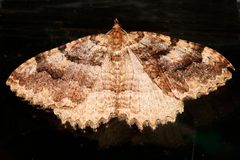 Triphosa haesitata3 by CBG Photography Group, Centre for Biodiversity Genomics. Used under a CC0 license.