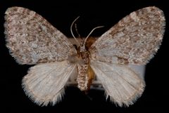 Acasis viridata by Jeremy deWaard, University of British Columbia. Used under a CC BY 3.0 license.