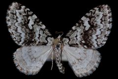 Cladara atroliturata by Jeremy deWaard, University of British Columbia. Used under a CC BY 3.0 license.
